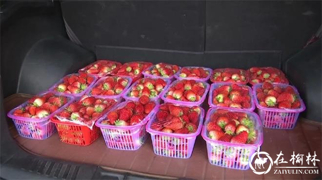 神木本地大棚果蔬坐上网络配送“直通车”