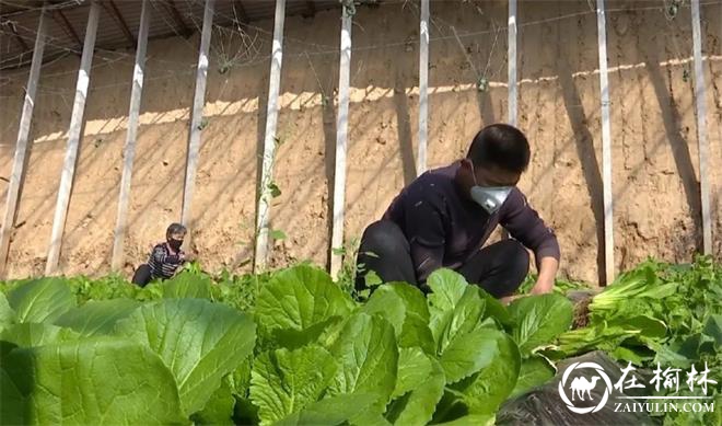 神木本地大棚果蔬坐上网络配送“直通车”