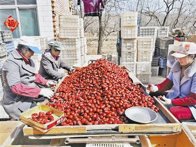 红枣丰产园内工人们正在清理红枣