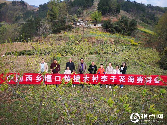 汉中市西乡县堰口镇檀木村成功举办首届李子花海赛诗会