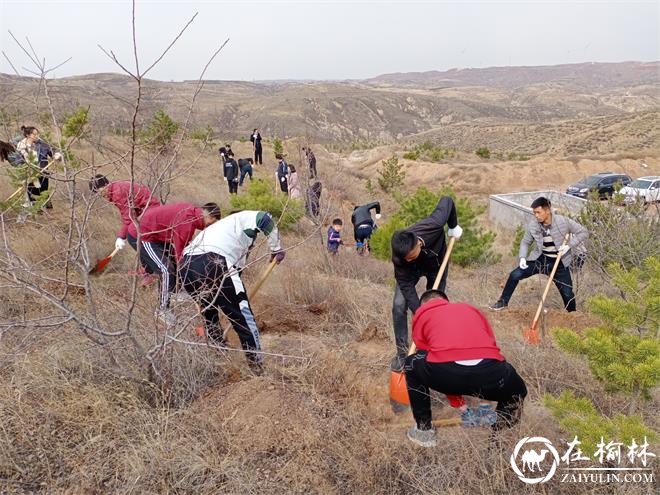 民盟府谷支部：植下同心林 共筑绿色长城 