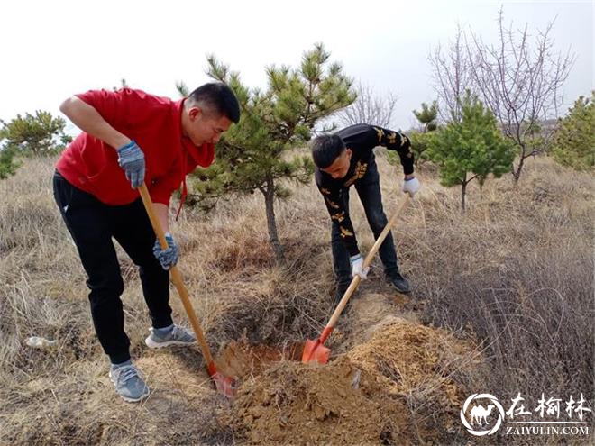 民盟府谷支部：植下同心林 共筑绿色长城 