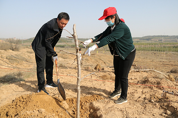 榆阳区：不负四月好春光 义务植树添新绿