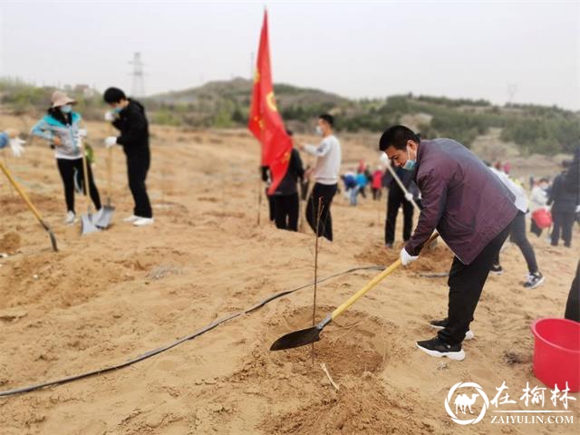 榆阳区市场监督管理局检测中心开展义务植树活动