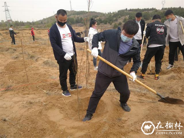 榆阳区市场监督管理局检测中心开展义务植树活动