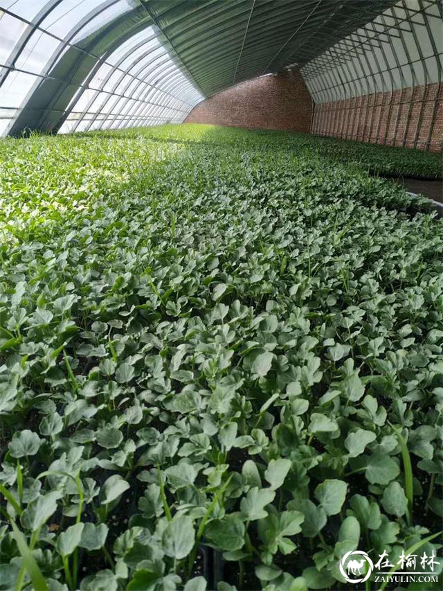 府谷：这里的春天最美丽