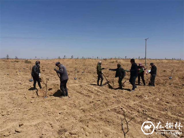 府谷：这里的春天最美丽