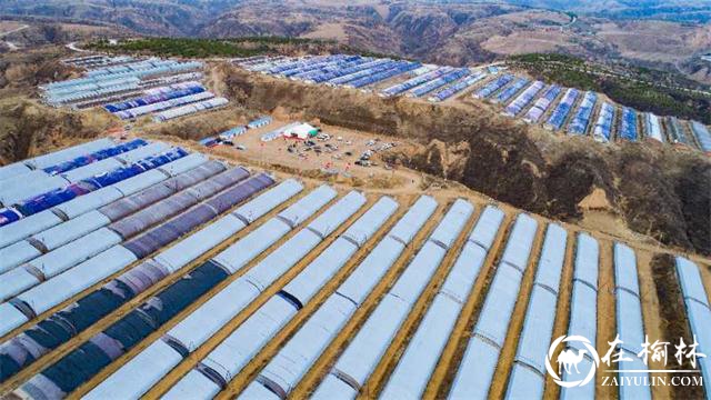 府谷：这里的春天最美丽