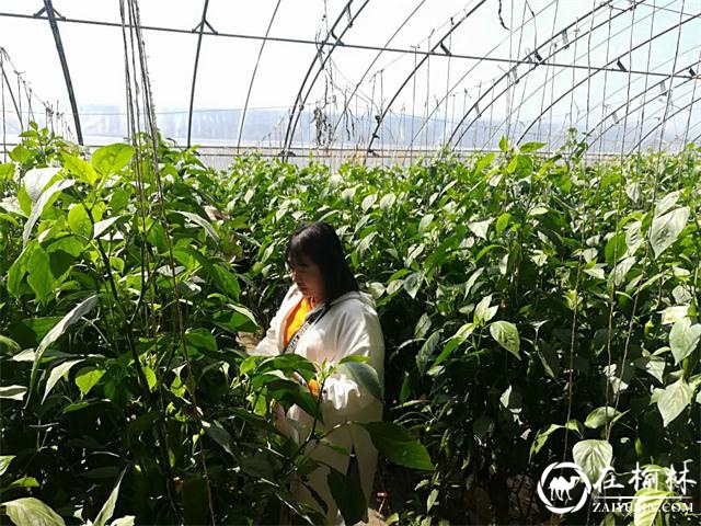 府谷：这里的春天最美丽