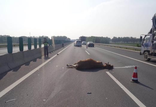 黄牛“上高速”引发交通事故 法院庭审四小时唇枪舌剑