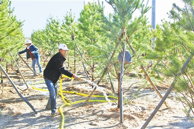 图为工人为苗木浇水。