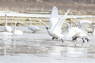 无定河湿地上嬉戏的白天鹅（资料照片）