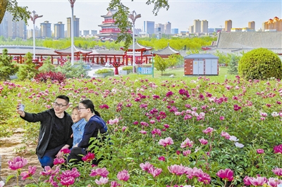 榆溪河生态长廊河滨公园榆溪花谷芍药花开