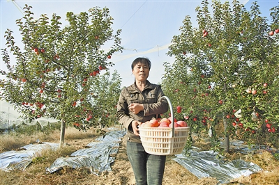 姬桂玲的苹果园喜获丰收（资料照片）