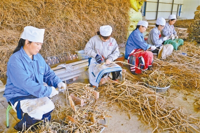 工人们正在对黄芪进行初加工 本报通讯员付宏丽摄