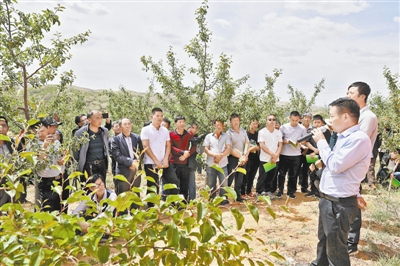 榆林市果业技术中心在横山区开展苹果夏季管护技术培训