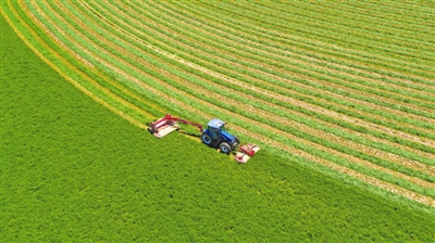 榆阳区探索草产业发展“生产+生态”新路径