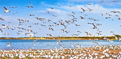 国家一级保护动物遗鸥在红碱淖的鸟岛上飞翔（5月28日摄）。位于陕西省神木市的红碱淖是我国最大的沙漠淡水湖，近年来随着周边生态环境改善，红碱淖水位逐年提升，水域面积不断扩大。