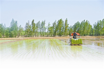 图为6月5日，在马季沟村的水田里，村民正在进行插秧作业