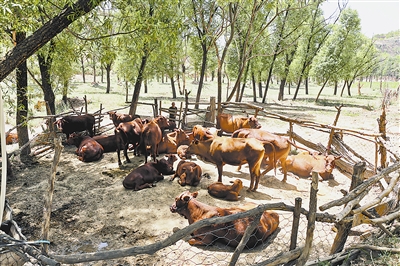 吃上产业饭 走上致富路——绥德县产业扶贫工作纪实