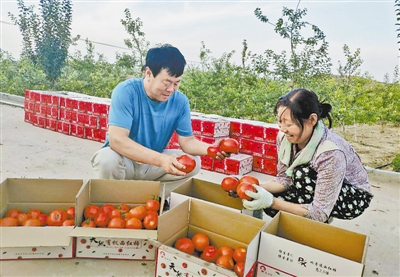 齐家山村村民给西红柿装箱