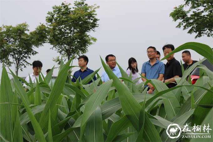 陕西省农业农村厅来临渭区调研夏玉米生产情况
