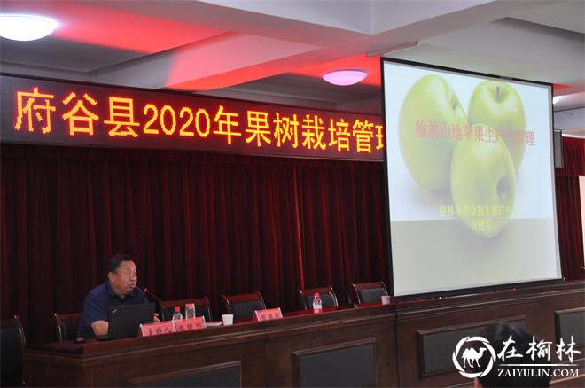 府谷县200名果农参加山地苹果实用技术集中培训