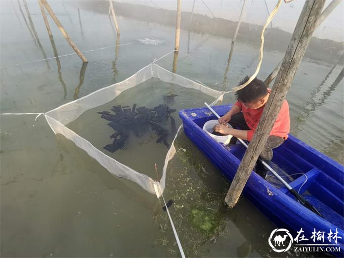 临渭区水产站加强水产品质量安全监测 为市民提供安全放心水产品