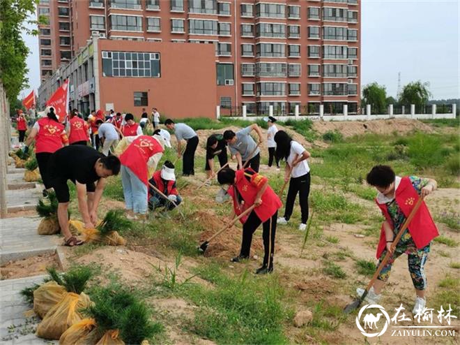 榆阳区金沙办钟阳社区90余人开展空闲地绿化植树活动