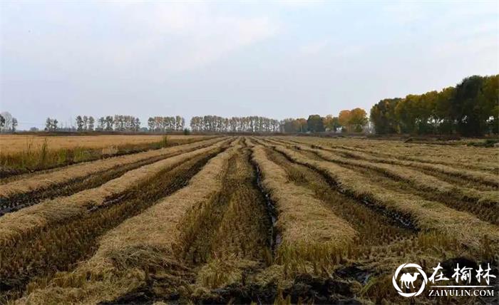 黑龙江垦区查哈阳农场打响62万亩水稻收获战役