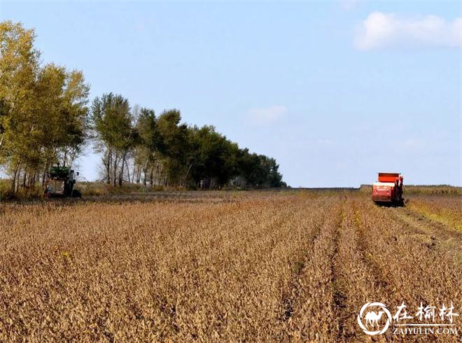 黑龙江垦区查哈阳农场召开秋收生产现场会