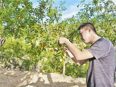 佳县气象局开展红枣成熟期直通式气象服务 助力红枣丰产丰收