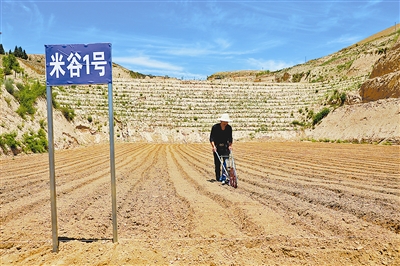 农技专家播种太空育种小米