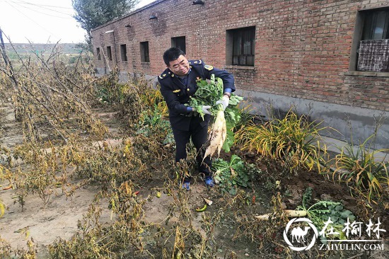 神木市碾房峁治超站职工菜园子喜获丰收