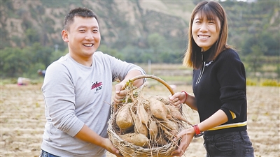 红薯收获季！绥德红薯产量达3万多吨，预计产值可达1.2亿元