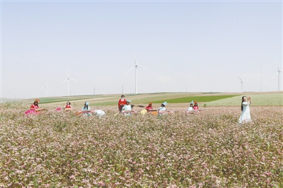 荞麦花海古筝表演 王霞霞摄