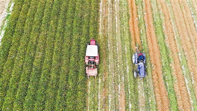 红薯收获季！绥德红薯产量达3万多吨，预计产值可达1.2亿元