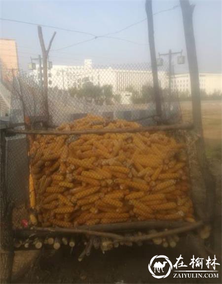 横山区河滨公园怀安桥两边：昔日烂草滩 如今米粮川