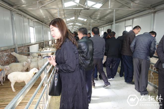 神木市大保当镇召开现场观摩学习会