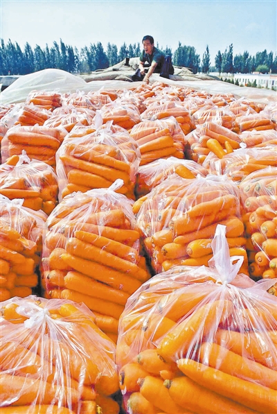 打包好的萝卜即将运往全国各地