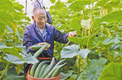 大棚黄瓜助农增收致富