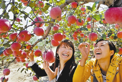 游客采摘山地苹果