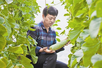 大棚甜瓜让农民日子更甜美