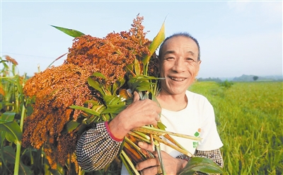 高粱映红了笑脸