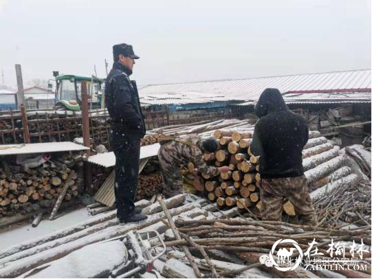 黑龙江省林区公安局通北分局成功破获一起盗伐林木案