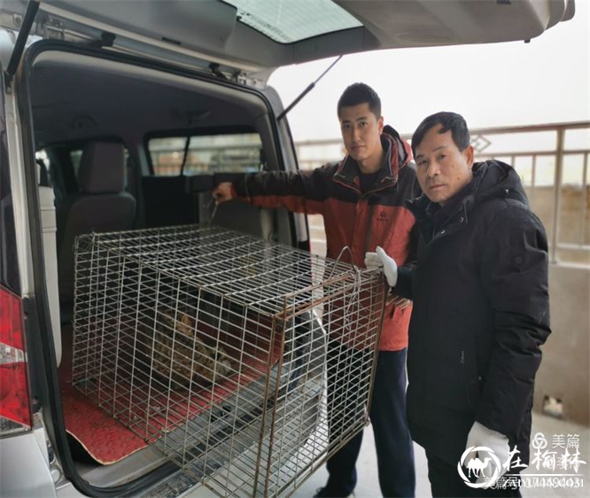 家禽接连被咬死，破案后“凶手”竟然是国家三级保护动物豹猫