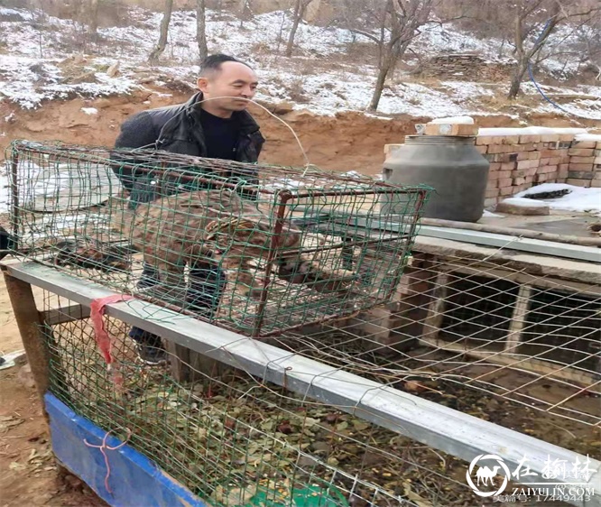 家禽接连被咬死，破案后“凶手”竟然是国家三级保护动物豹猫