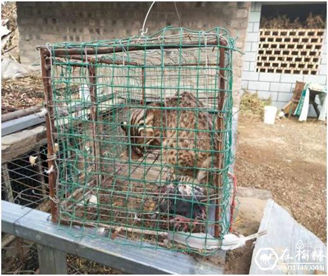 家禽接连被咬死，破案后“凶手”竟然是国家三级保护动物豹猫