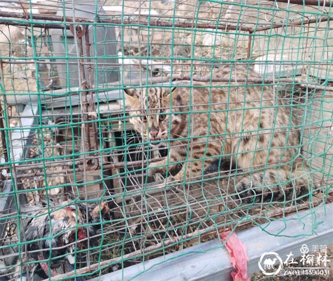 家禽接连被咬死，破案后“凶手”竟然是国家三级保护动物豹猫