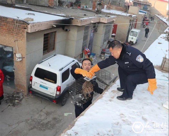 绥德境内再次出现豹猫？森林民警果断处置！